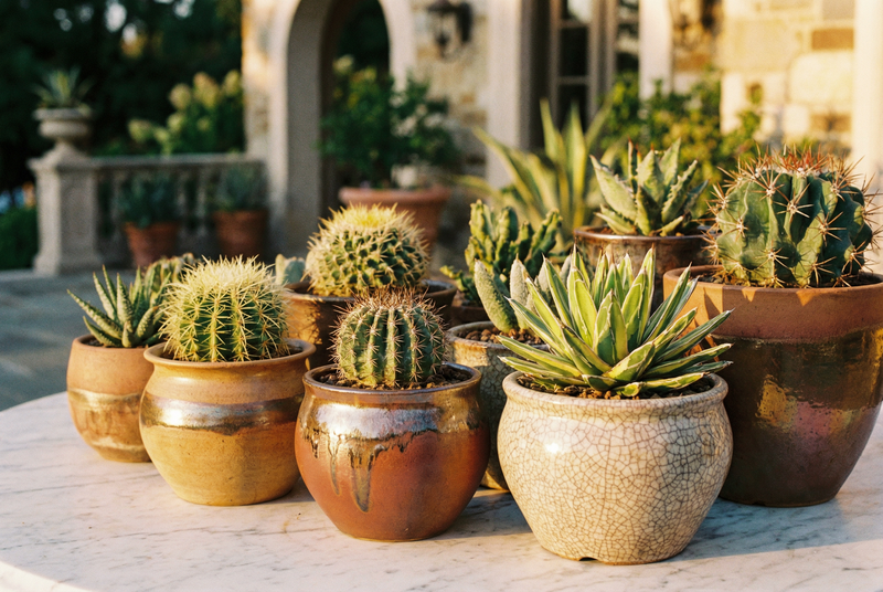 猎奇多肉植物养护视频教程