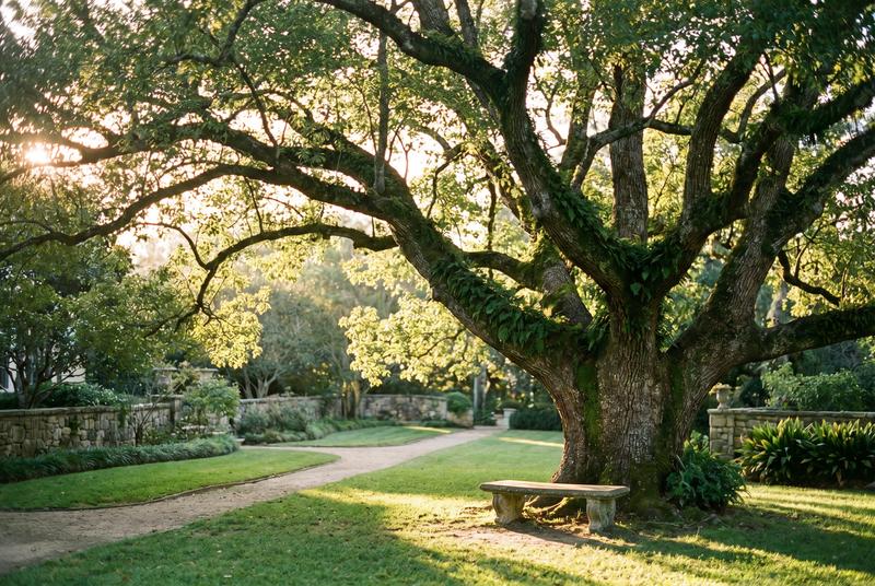 猎奇古樟树纪录片视频