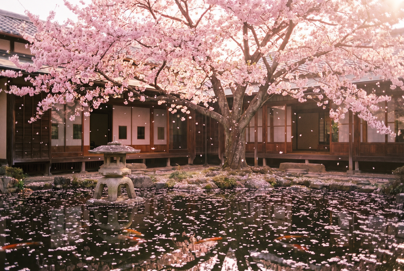 猎奇樱花盛开延时视频